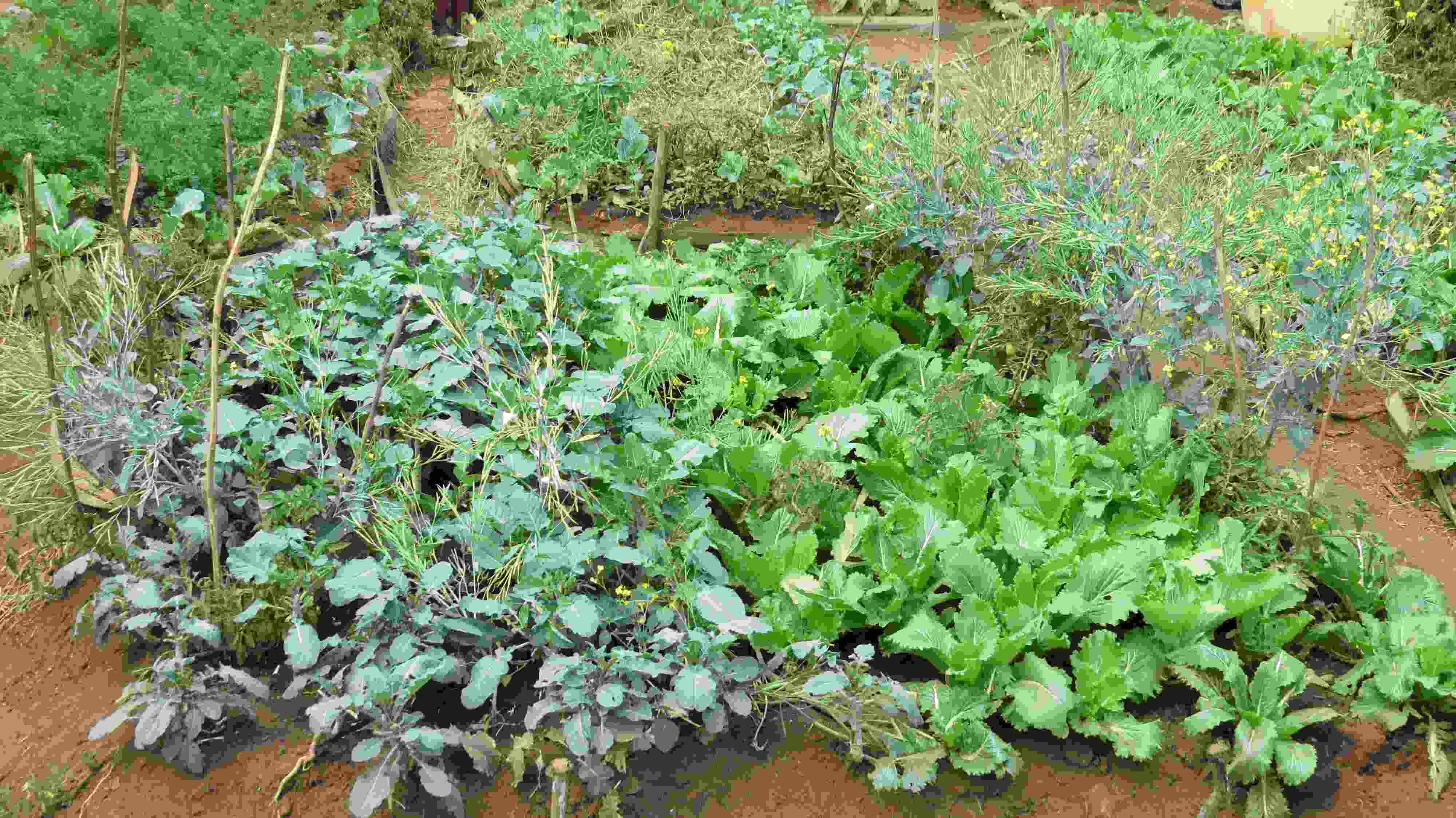 Photo of vegetables in ground.